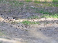 2016-05-08 10h00m45 - Goudvink vrouw - Pierre Bernard